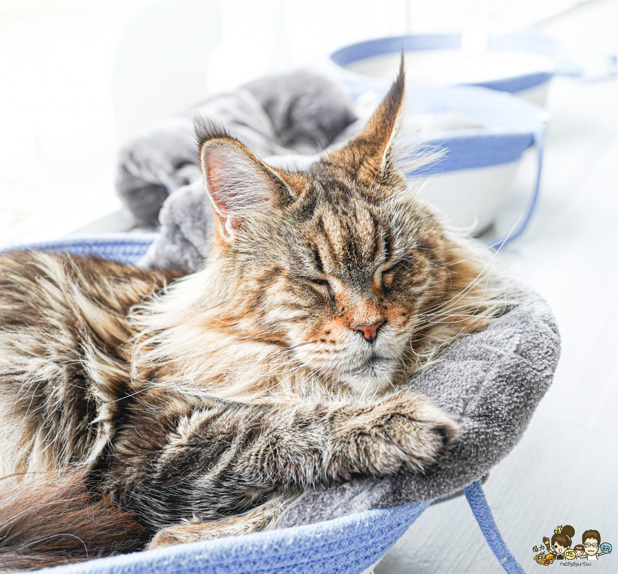 天使 惡魔寵物互動園區 中央公園 高雄親子景點 天使與惡魔寵物互動園區 高雄旅遊 親子旅遊 動物互動 網美打卡 高雄好去處 療癒系景點 親子體驗