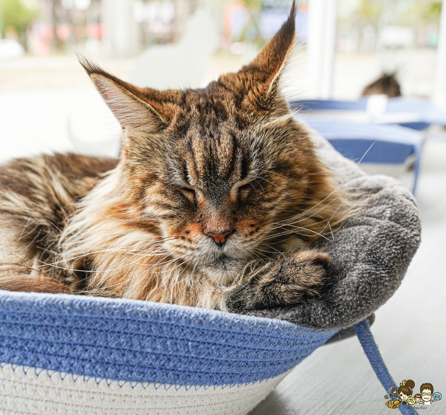 天使 惡魔寵物互動園區 中央公園 高雄親子景點 天使與惡魔寵物互動園區 高雄旅遊 親子旅遊 動物互動 網美打卡 高雄好去處 療癒系景點 親子體驗