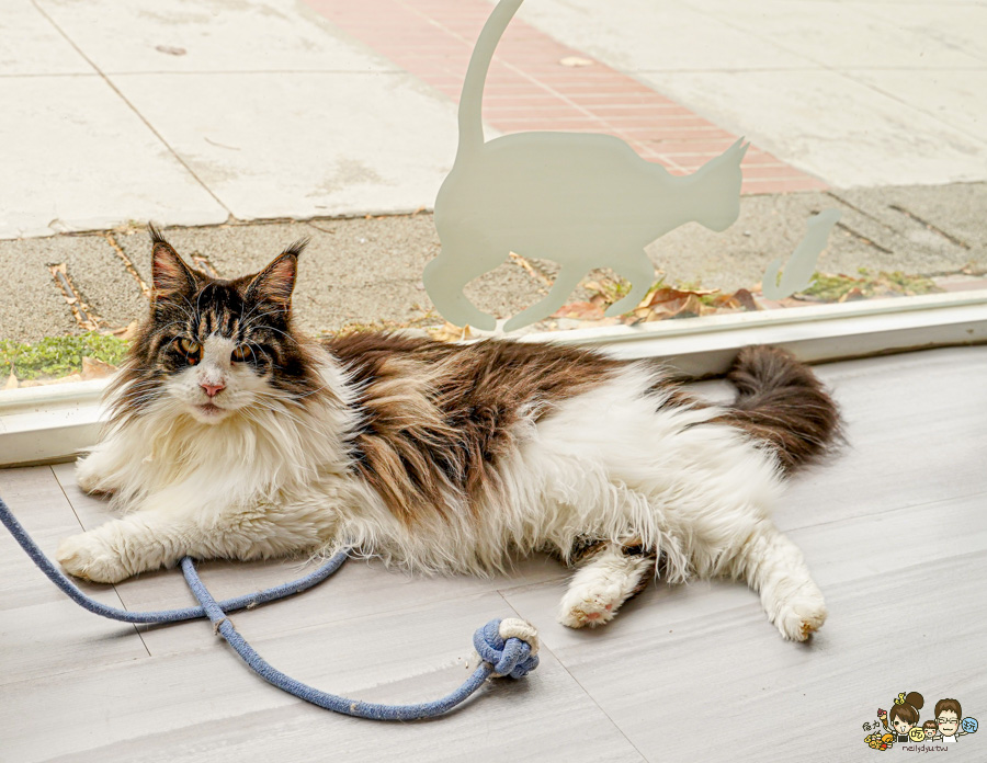 天使 惡魔寵物互動園區 中央公園 高雄親子景點 天使與惡魔寵物互動園區 高雄旅遊 親子旅遊 動物互動 網美打卡 高雄好去處 療癒系景點 親子體驗