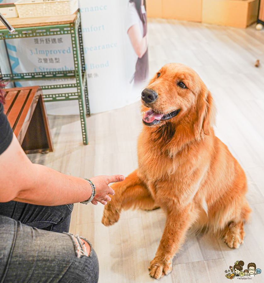 天使 惡魔寵物互動園區 中央公園 高雄親子景點 天使與惡魔寵物互動園區 高雄旅遊 親子旅遊 動物互動 網美打卡 高雄好去處 療癒系景點 親子體驗