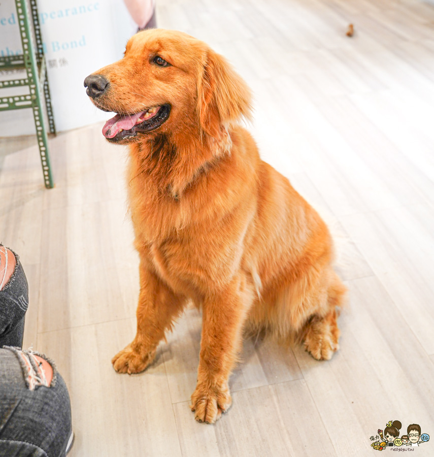 天使 惡魔寵物互動園區 中央公園 高雄親子景點 天使與惡魔寵物互動園區 高雄旅遊 親子旅遊 動物互動 網美打卡 高雄好去處 療癒系景點 親子體驗