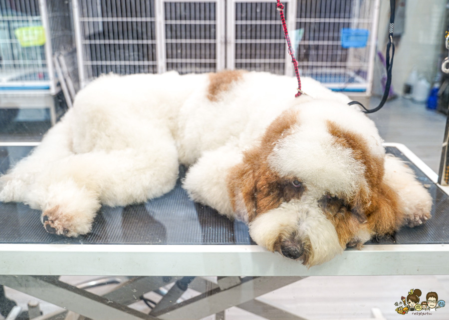天使 惡魔寵物互動園區 中央公園 高雄親子景點 天使與惡魔寵物互動園區 高雄旅遊 親子旅遊 動物互動 網美打卡 高雄好去處 療癒系景點 親子體驗