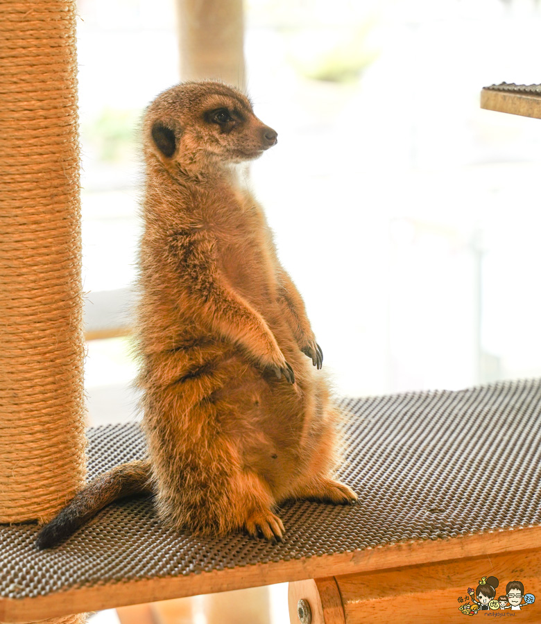 天使 惡魔寵物互動園區 中央公園 高雄親子景點 天使與惡魔寵物互動園區 高雄旅遊 親子旅遊 動物互動 網美打卡 高雄好去處 療癒系景點 親子體驗