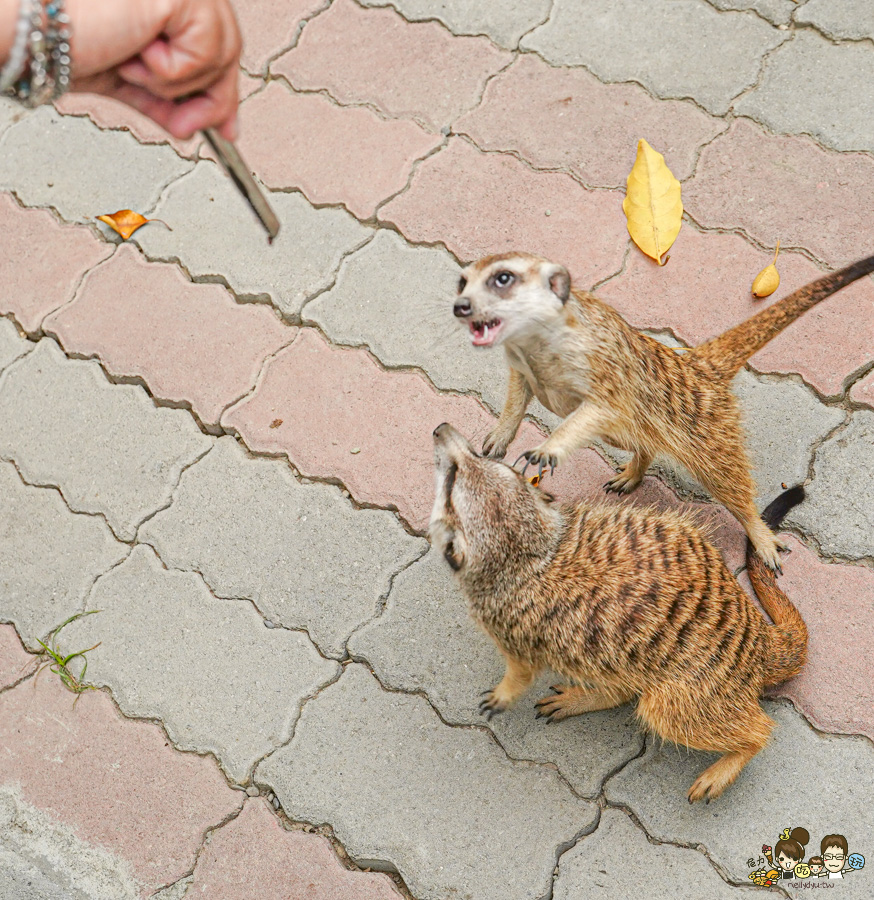 天使 惡魔寵物互動園區 中央公園 高雄親子景點 天使與惡魔寵物互動園區 高雄旅遊 親子旅遊 動物互動 網美打卡 高雄好去處 療癒系景點 親子體驗